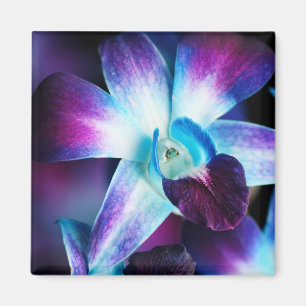 Imã Orquídeas personalizadas do Dendrobium orquídea