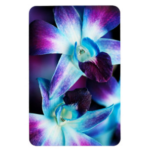 Ímã Orquídeas personalizadas do Dendrobium orquídea