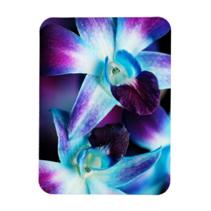 Ímã Orquídeas personalizadas do Dendrobium orquídea