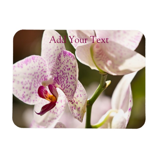 Ímã Orquídeas por Shirley Taylor (Horizontal)