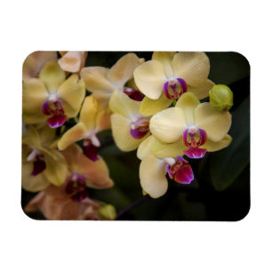 Ímã Orquídeas rosa e amarela