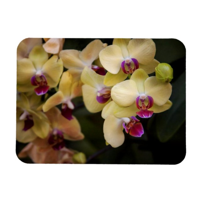 Ímã Orquídeas rosa e amarela (Horizontal)