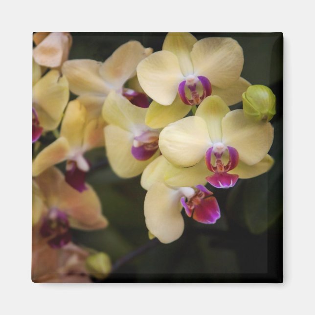 Imã Orquídeas rosa e amarela (Frente)