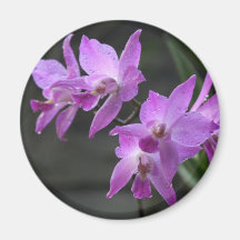 Orquídeas roxas