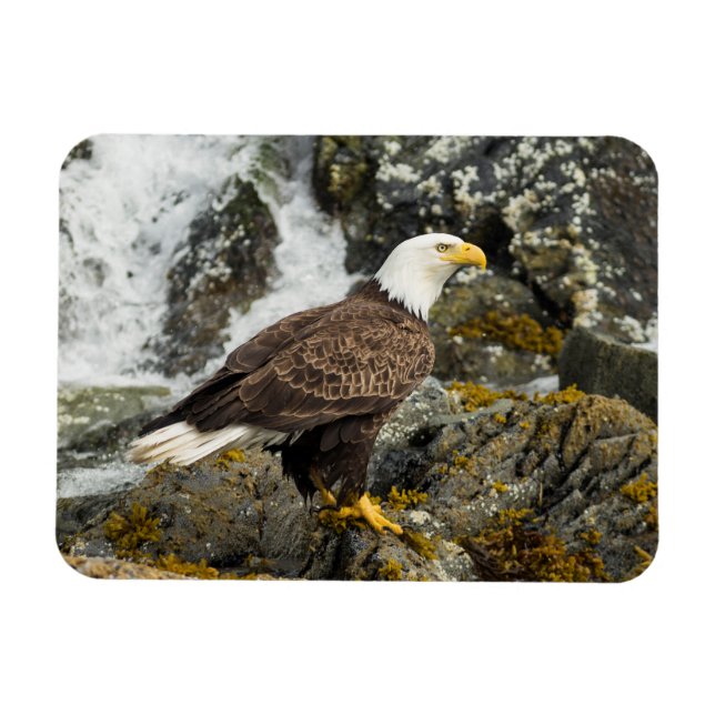 Ímã Ortod Bald Eagle (Horizontal)
