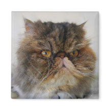 Orud Calico Persian Cat Magnet