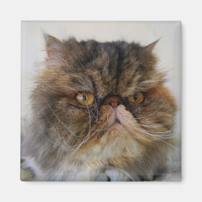 Imã Orud Calico Persian Cat Magnet (Frente)