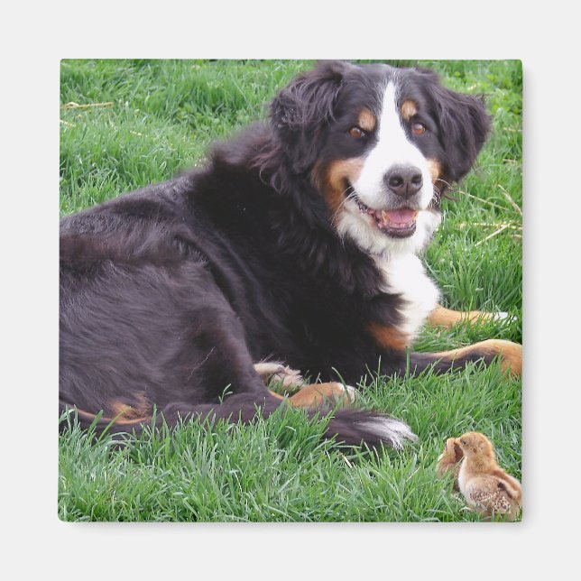 Imã Orud Serena (Frente)