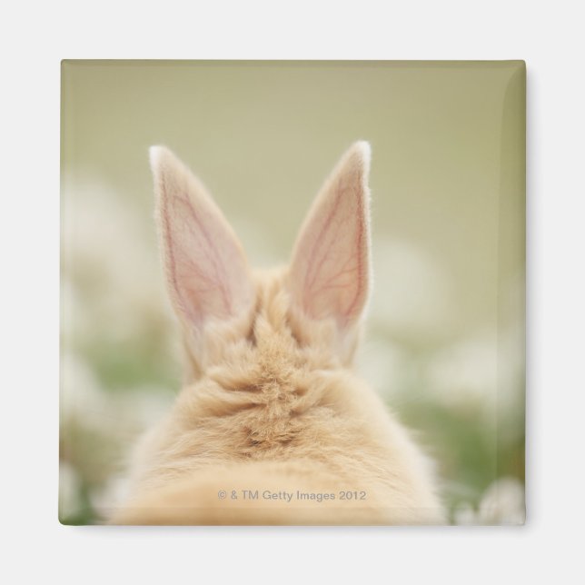 Imã Oryctolagus cuniculus 2 (Frente)