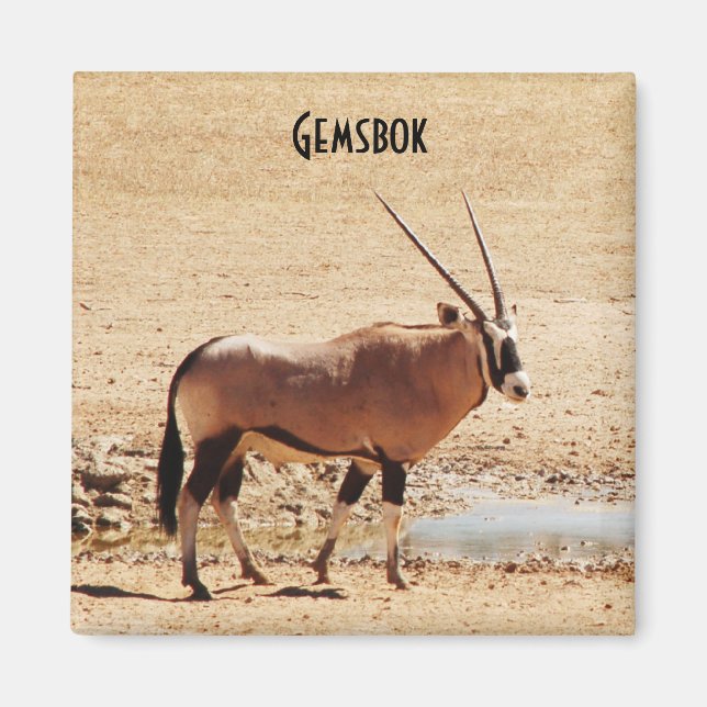 Imã Oryx Gazella Kgalagadi África (Frente)