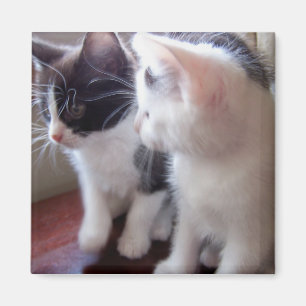 Imã Os apenas o dois de nós ímã