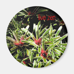 Imã os bromeliads vivem ímã do zen