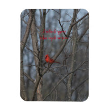 Os Cardinais do Magnet aparecem quando os anjos es