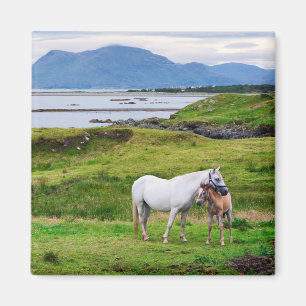 Imã Os cavalos de Connemara   Galway, Ireland
