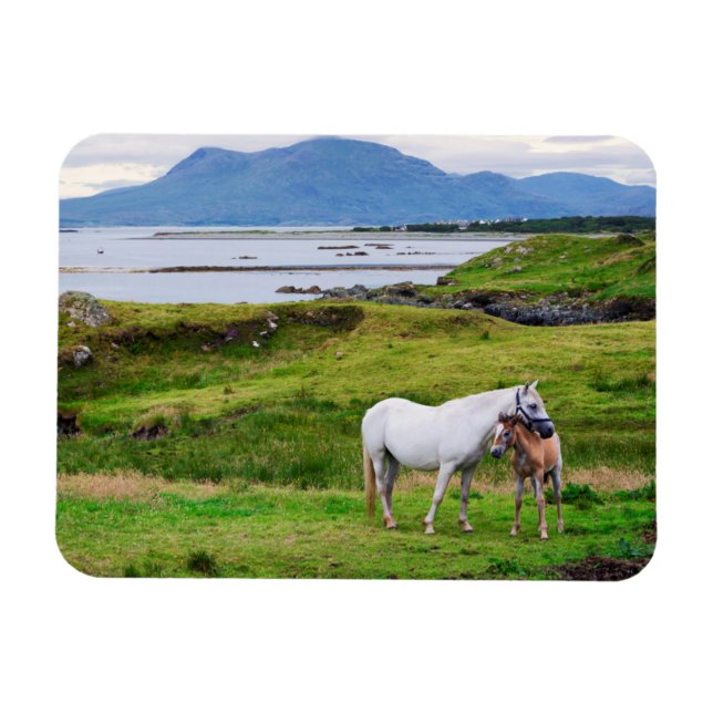 Ímã Os Cavalos de Connemara | Galway, Irlanda (Horizontal)