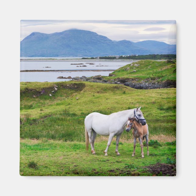 Imã Os Cavalos de Connemara | Galway, Irlanda (Frente)