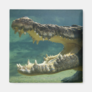 Imã Os crocodilos abrem a boca