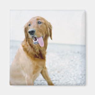 Imã Os EUA, Utá, Salt Lake City, metade barbearam o