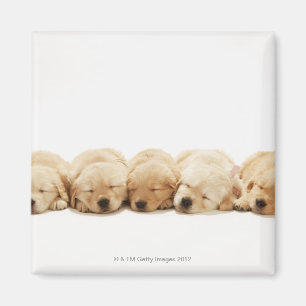 Imã Os filhotes de cachorro do golden retriever