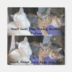 Imã Os gatinhos - aka meninos - fotos engraçados