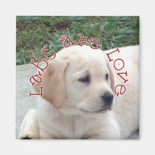 Imã Os laboratórios são amor