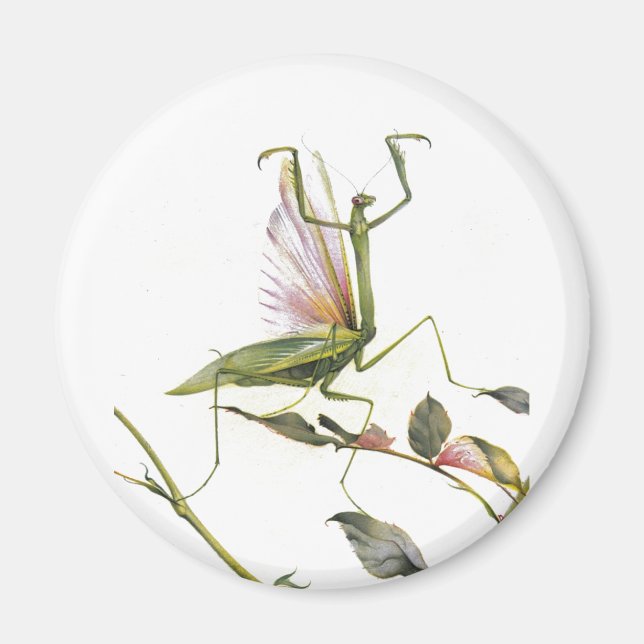 IMÃ OS MANTIMENTOS DE REZA (Frente)