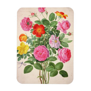 Ímã Os rosas, chapeiam 4 do florilégio de Nassau (w/c