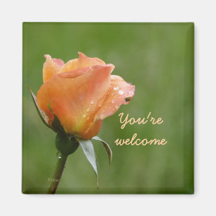 Imã os rosas são alaranjados