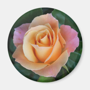 Imã Os rosas são vermelhos a menos que forem pêssego