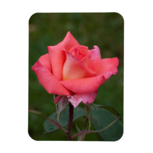 Ímã Os rosas significam o amor!