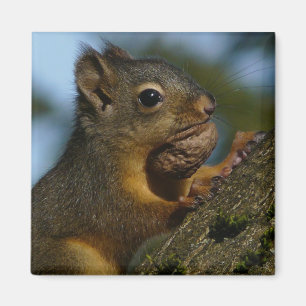 Imã Os tesouros de um Chipmunk