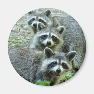 Imã Os Três Raccoons
