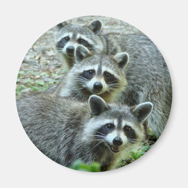Imã Os Três Raccoons (Frente)