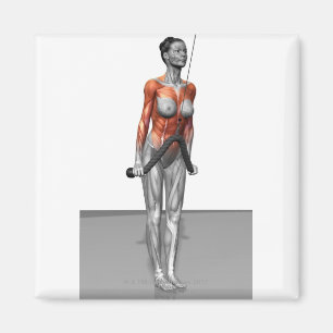 Imã Os Triceps empurram penas