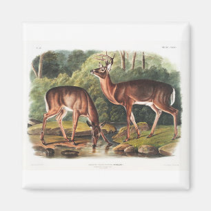 Imã os viviparos quadrupedos de John James Audubon