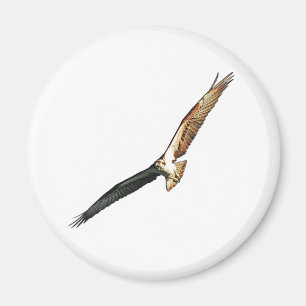 Imã Osprey
