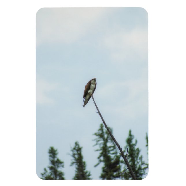 Ímã Osprey 9028 (Vertical)