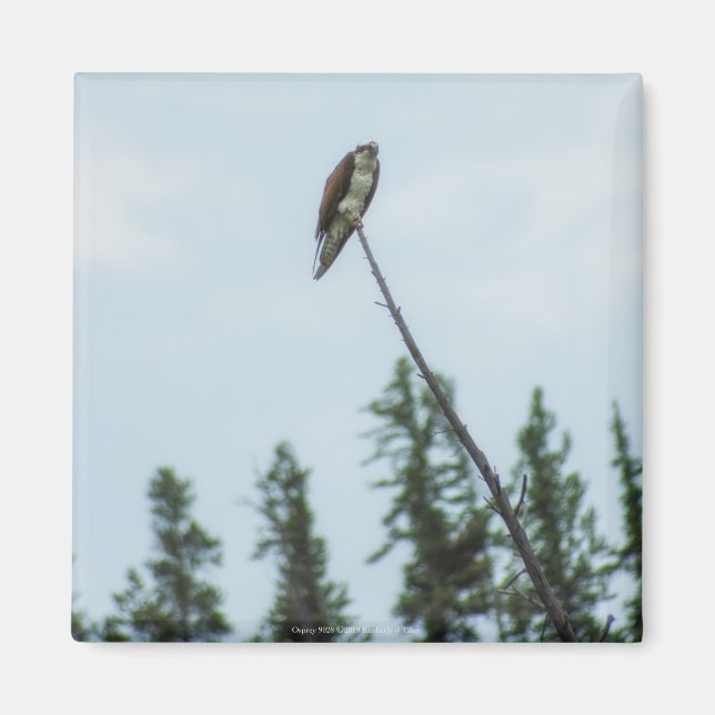 Imã Osprey 9028 (Frente)