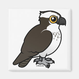 Imã Osprey bonito