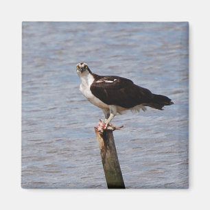 Imã Osprey com ímã dos peixes