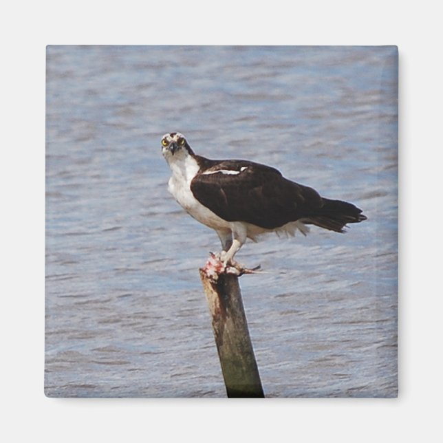 Imã Osprey com ímã Peixe (Frente)