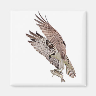 Imã Osprey com peixe
