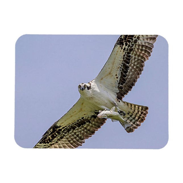 Ímã Osprey com peixe (Horizontal)