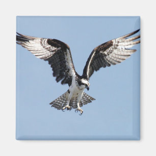 Imã Osprey do vôo