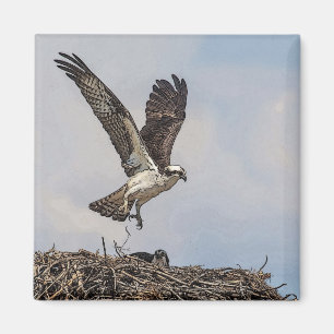 Imã Osprey em um ninho