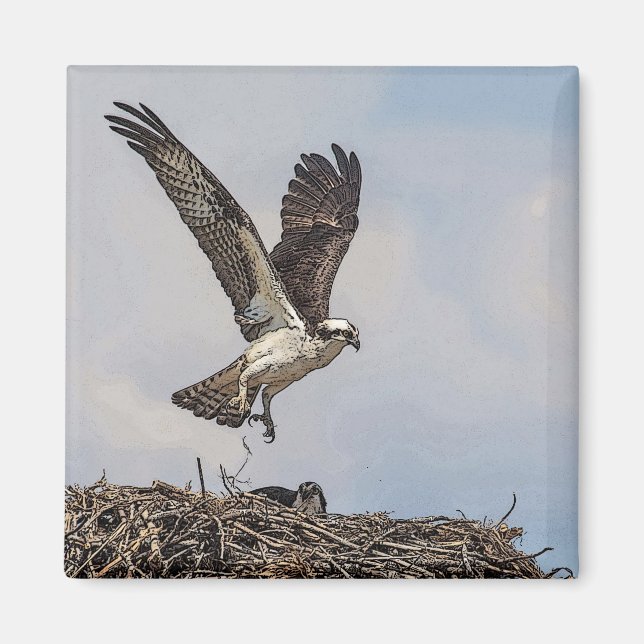 Imã Osprey em um ninho (Frente)
