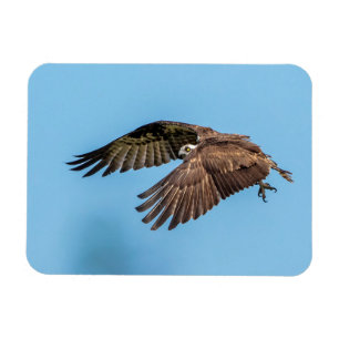 Ímã Osprey em voo no Parque Estadual da Ilha de Honeym