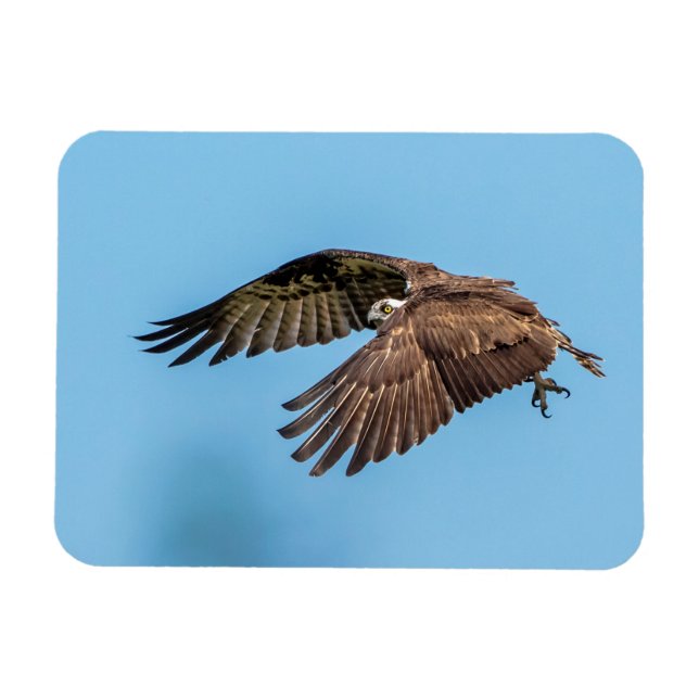 Ímã Osprey em voo no Parque Estadual da Ilha de Honeym (Horizontal)