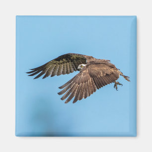 Imã Osprey em voo no Parque Estadual da Ilha de Honeym
