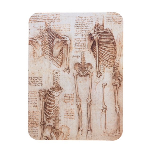 Ímã Ossos do Esqueleto da Anatomia Humana de Leonardo  (Vertical)